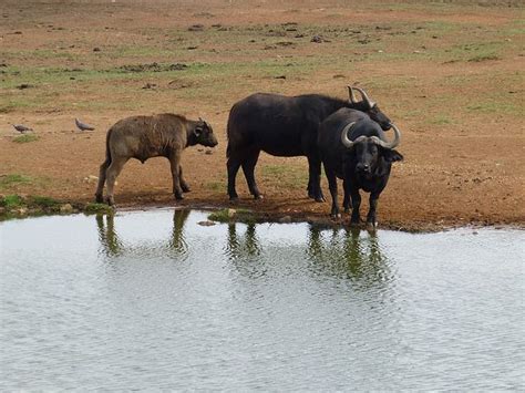 100+ Free Water Buffalo & Buffalo Images