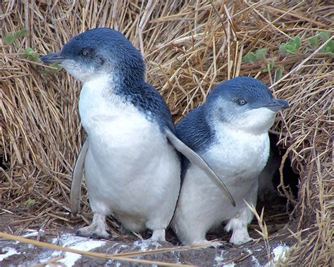 Little Blue Penguin | Animal Unique