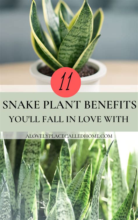 11 SNAKE PLANT BENEFITS YOU'LL FALL IN LOVE WITH - A Lovely Place Called Home