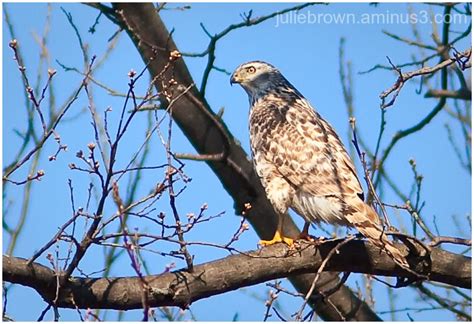 Juvenile Northern Goshawk (Accipiter gentilis) - Animal & Insect Photos - Julie L. Brown Photography