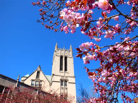 Best Time to See the University of Washington Cherry Blossoms 2020 - TheHotFlashPacker.com