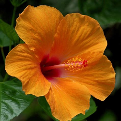 Buy Hibiscus, Jaswand Orange Plant online India at plantsguru.com