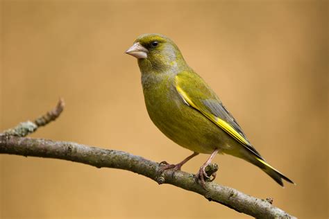 Grünfink (Carduelis chloris) Foto & Bild | tiere, wildlife, wild ...