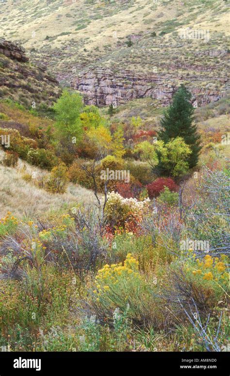 Mixed vegetation in the foothills of Rocky Mountains during fall Stock ...