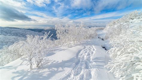 Russia Snow Tree On Winter With Clouds And Blue Sky Background HD ...