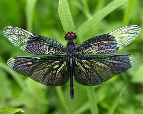 Splendid colored dragonfly insect