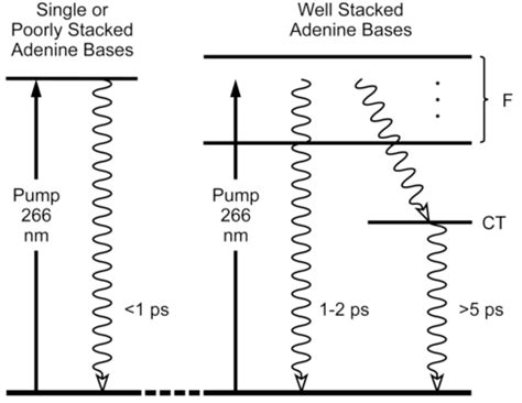 Energy level diagram showing simplified relaxation pathways and excited... | Download Scientific ...