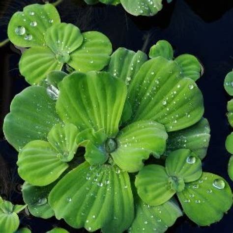 Buy Water Lettuce 4 piece Plant online at best price on plantsguru.com