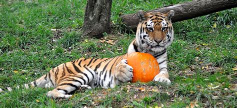 Media Advisory: Zoo Animal Pumpkin Smash | Louisville Zoo