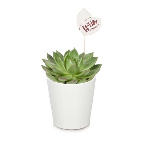 Wild Interiors Live Plants - Live Echeveria Miranda Succulent Plant ...