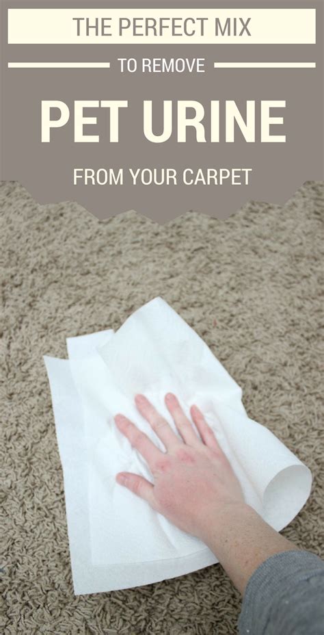 The Perfect Mix To Remove Pet Urine From Your Carpet - 101CleaningTips.net | Cleaning pet urine ...