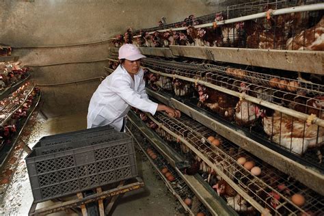 Chick production: Important factors to consider - Poultry World