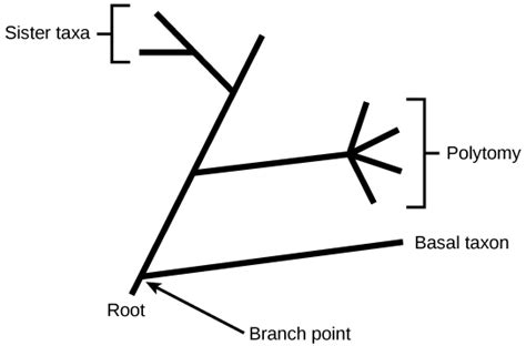 Structure of Phylogenetic Trees | Biology for Majors I