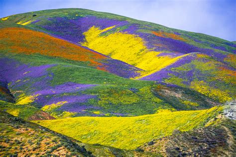 California Wildflowers Superbloom Carrizo Plain National Monument! God Spilled the Paint Desert ...