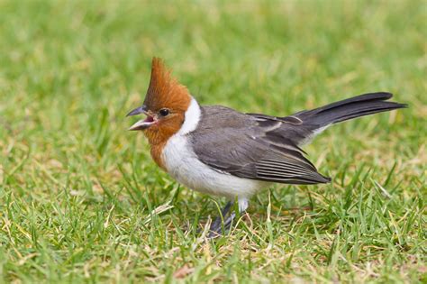 Red-crested Cardinal (Paroaria coronata)