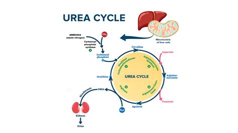 In which organ is urea produced?