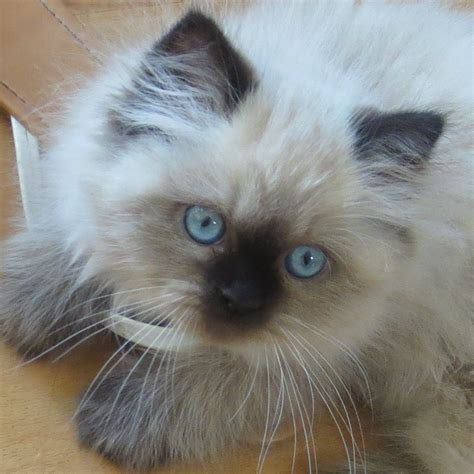 Himalayan kitten. Seal point female. Morning Light Farm | Ragdoll cat ...