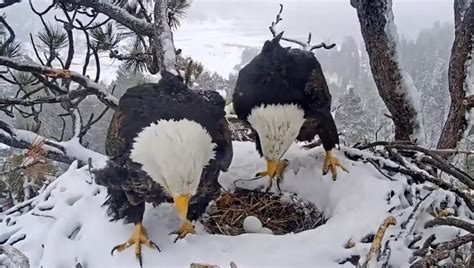 Bald eagles Jackie and Shadow watch over 2nd egg in Big Bear