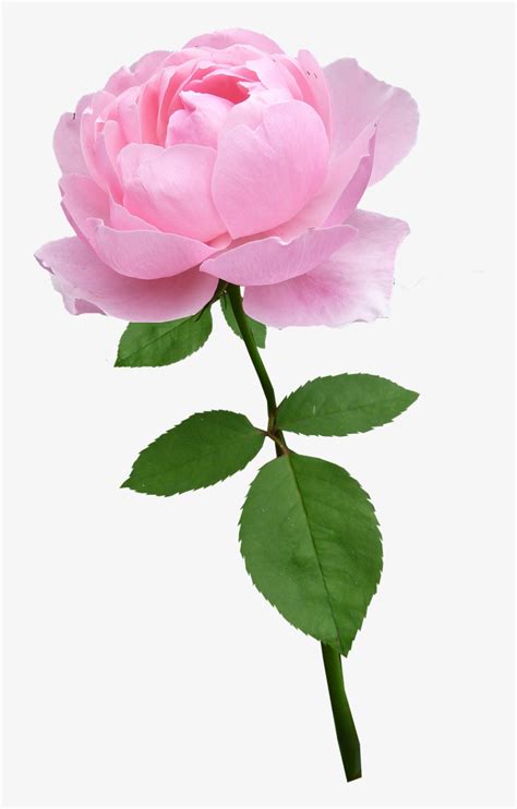 Rose,stem,pale Pink,flower,bloom,free Pictures, Free - Pink Rose With Stem Png - Free ...