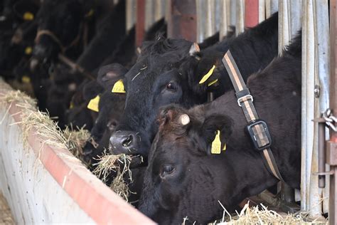 What's at stake for Australian Wagyu? - The Farmer Magazine