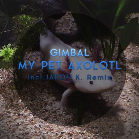 Stream My Pet Axolotl (Jaron K. Remix) by Gimbal | Listen online for ...