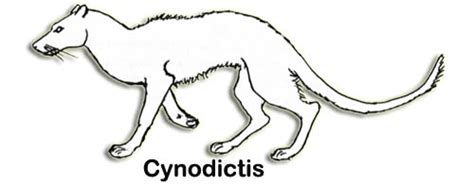 Cynodictis, the ‘Dawn Dog’ : Premium Blend