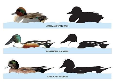 Duck Species Identification Chart | Labb by AG