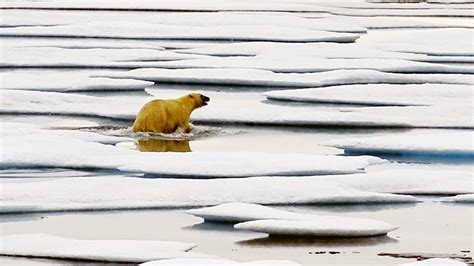 Polar Bears May Face Extinction Sooner Than Thought For Lack of Food ...