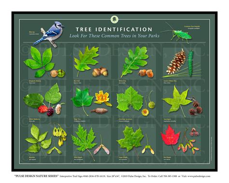 Outdoor Interpretive Sign: Tree, ID Guide, Sycamore, Hickory, Oak ...