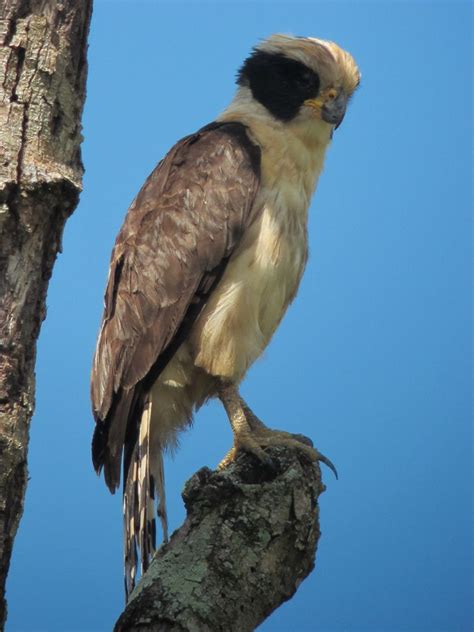 Herpetotheres cachinnans / Halcón Reídor / Laughing Falcon | Carnivores, Mammals, Bald eagle