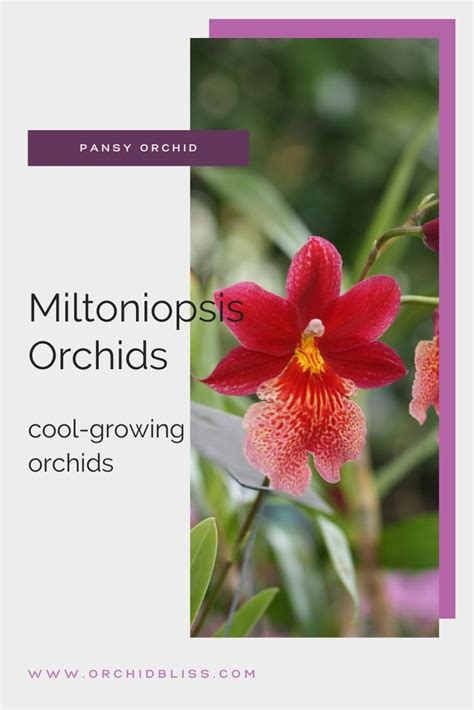 Miltonia Orchid Care: The Complete Guide - Orchid Bliss