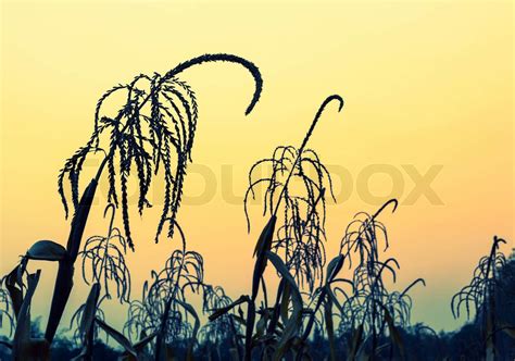 Corn field at sunset | Stock image | Colourbox