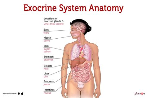 Exocrine System (Human Anatomy): Image, Functions, Diseases and Treatments