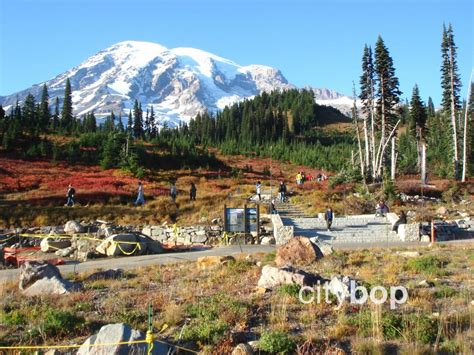 5 BEST Things to Do at Paradise Mt Rainier