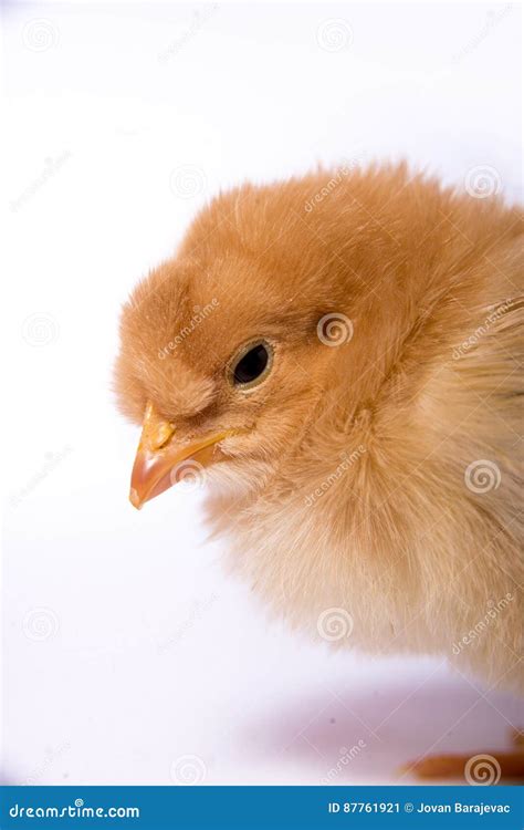 Little Yellow Chick on a White Background Stock Image - Image of nest, fluffy: 87761921