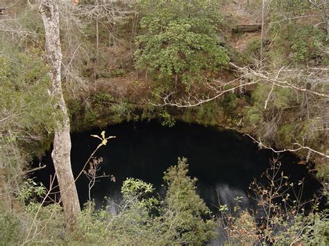 Apalachicola National Forest, FL | Brad Glorioso’s Personal Website Amphibians and Reptiles of ...