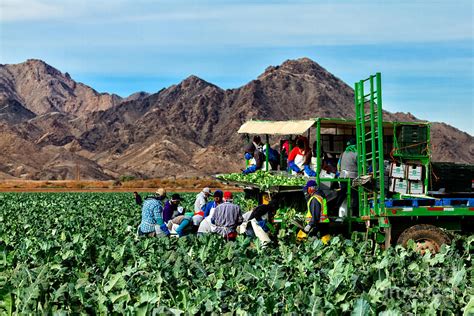 Harvesting Broccoli Photograph by Robert Bales