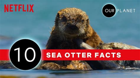 10 Facts That Prove Sea Otters Are The Coolest | Our Planet | Netflix After School - YouTube