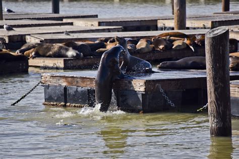 Seal Climbing Onto Pier Free Stock Photo - Public Domain Pictures