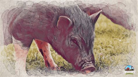 11 Deadly Sick Pig Diseases: Symptoms & Signs A Pig Is Dying