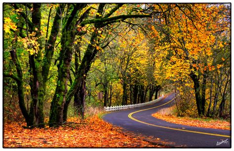 Fall Foliage In Oregon 2024 - Adora Ardelia