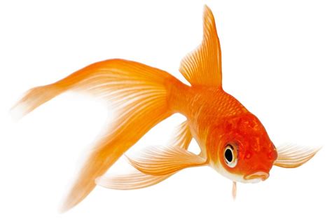 Types of Goldfish | How to take care of goldfish