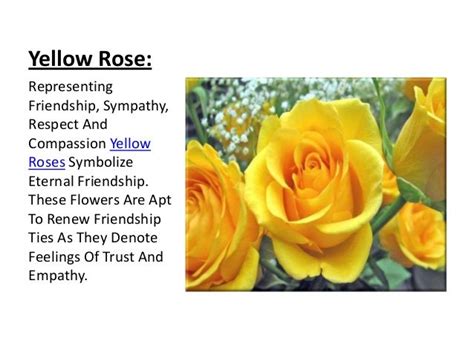 47 best Yellow Rose of Friendship images on Pinterest | Friendship, Yellow roses and Quote ...