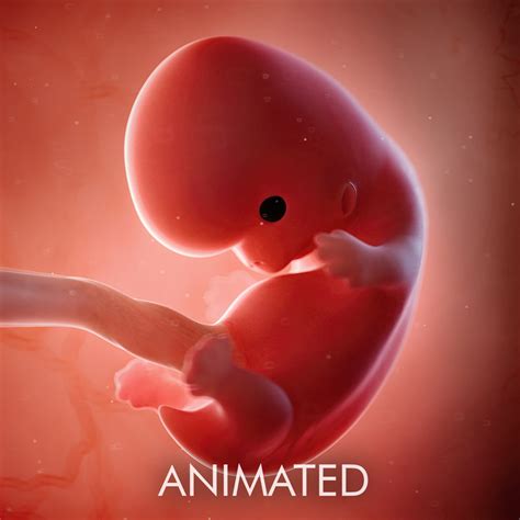 3D human fetus week 8 - TurboSquid 1176645