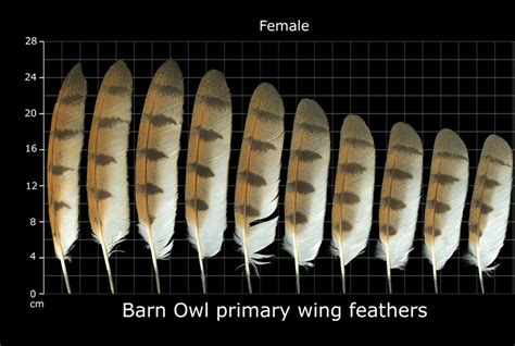 The Feather Atlas - Feather Identification and Scans - U.S. Fish and ...