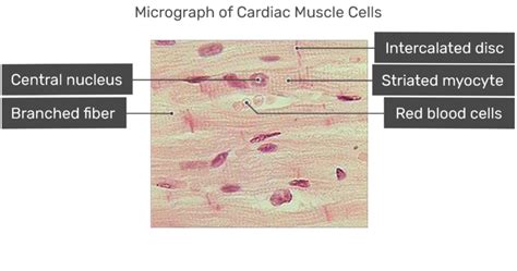 Cardiac Muscle Tissue Labelled