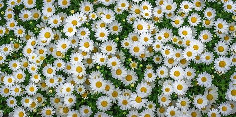 HD wallpaper: white daisy flowers, chamomile, field, flowerbed, flowering plant | Wallpaper Flare