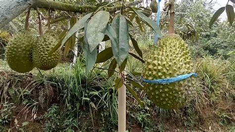 KEBUN DURIAN MUSANGKING SIAP PANEN - YouTube