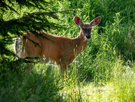 Where to see wildlife in Acadia National Park