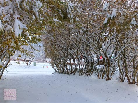 Carolyn in Carolina: Snowfall in Sylva Part 2